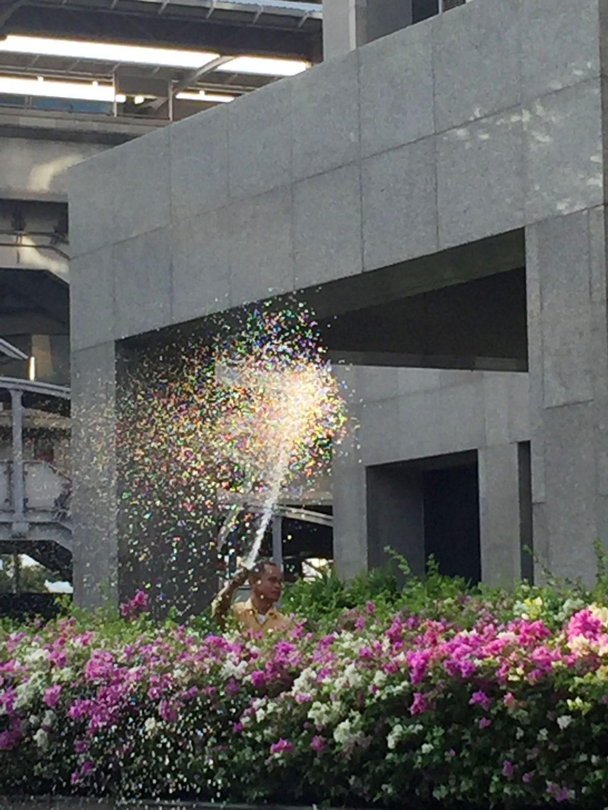 Gardener throwing water during Songkran